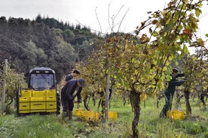 cassette, uva, trattore, alberi, viti, erba, giallo, verde, vendemmia, foglie, collina, vigna, persone, raccolta, piante, prato, agricoltori, agricoltura, filari, bosco, vigneto, campagna, coltivazione