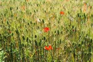 papaveri, spighe, campo, verde, grano, rosso, fiori, erba, foglie, natura, coltivazione, petali