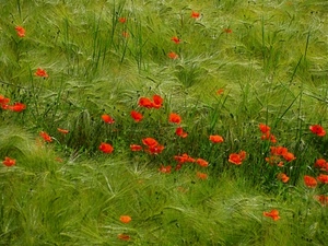 papaveri, verde, rosso, grano, spighe, campo, natura, fiori, rossi