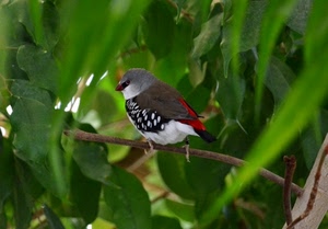 uccello, ramo, foglie, verde, rosso, ali, piume, natura, albero, animali, bianco