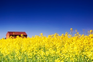 giallo, casa, fiori, campo, cielo, azzurro, blu, primavera, tetto, colza