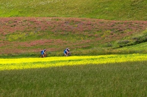 verde, ciclisti, fiori, biciclette, giallo, tre, campi, prati, bici, erba, sport, colori, due