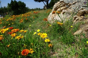fiori, erba, prato, alberi, verde, roccia, giallo, rocce, cielo, arancione, cespugli, arancio, colori, fiore, margherite, petali