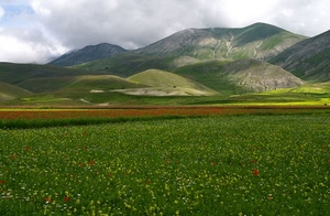 fiori, prato, colline, montagne, papaveri, verde, panorama, campi, monti