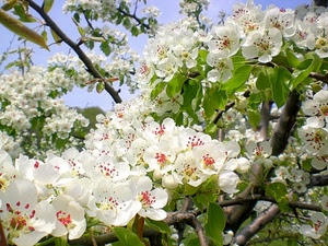 fiori, bianco, primavera, rami, foglie, verde, albero, ciliegio