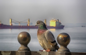 piccione, mare, nave, becco, porto, piume, acqua, uccello, animale, sfere, pomelli, colombo, ali, sfera, volatile, mercantile