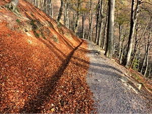 alberi, foglie, autunno, bosco, sentiero, ombre, tronchi, strada, marrone, rami, grigio, fogliame, montagna, sassi, ombra