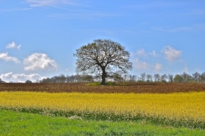 verde, giallo, cielo, nuvole, albero, campagna, prati, azzurro, alberi, marrone, erba, campi, panorama, coltivazioni, terra, rami