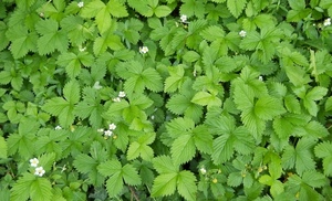 foglie, verde, fiori, fragole, bianco, fiorellini, natura, bianchi