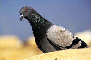 piccione, uccello, piume, becco, occhio, animale, giallo, cielo
