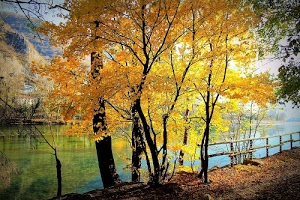 alberi, giallo, staccionata, autunno, acqua, foglie, fiume, lago, rami, riflessi, colori, riflesso, verde, montagna, bosco