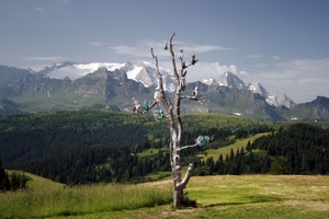 montagne, verde, albero, neve, gufi, cielo, erba, alberi, tronco, rami, prati, cime, bosco, secco, prato, finti, boschi, natura, nuvole, paesaggio, monti, montagna