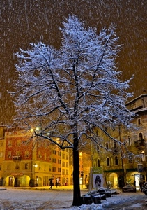 neve, albero, piazza, luci, inverno, palazzi, notte, portici, archi, notturno, panchine, rami, nevicata, fiocchi, case, finestre, persone