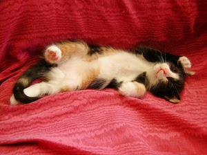 gatto, rosso, bianco, divano, zampe, nero, dormire, micio, animali