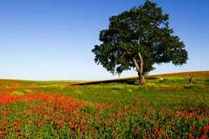 albero, rosso, papaveri, cielo, verde, fiori, prato, azzurro, ciclisti, chioma, primavera, panorama, biciclette, paesaggio, erba, foglie, natura, tronco, campagna, ombra