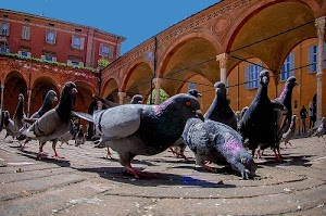 piccioni, archi, uccelli, finestre, piazza, cielo, animali, briciole, rosso, portici, colonne, mangime, azzurro, piume, zampe
