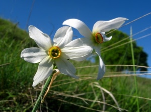 bianco, fiore, erba, petali, fiori, narciso, corolla, prato, verde, giallo, natura, macro, due
