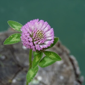 fiore, foglie, verde, petali, rosa, trifoglio, lilla, gambo, viola, macro, sfocato, pianta