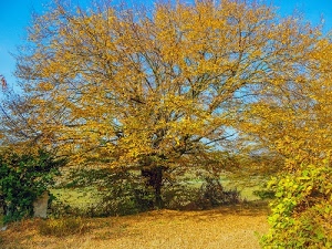 giallo, foglie, cielo, autunno, rami, alberi, verde, azzurro, albero, natura, prato