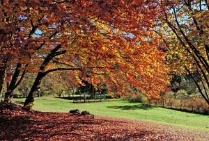 alberi, foglie, verde, rami, prato, parco, autunno, erba, giallo, giochi, fogliame, rosso, tronchi, marrone, altalene, arancione, altalena, bosco