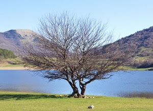 lago, albero, prato, acqua, montagne, rami, erba, verde, azzurro, colline, spoglio, cielo, montagna, sassi, alberi, boschi, spogli