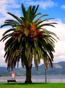 panchina, palma, lampione, verde, albero, nuvole, cielo, erba, ringhiera, montagne, prato, pianta, foglie, cartello, colline, lago, datteri, rami, parapetto, acqua, panorama, mare