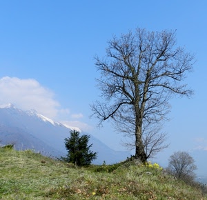 cielo, alberi, albero, montagna, nuvole, erba, prato, verde, neve, montagne, rami, paesaggio, fiori, natura