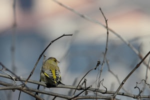 uccello, rami, vite, piume, giallo, tralci, volatile, grigio, becco, uccellino, animale