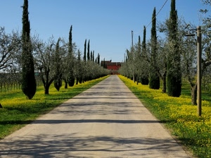 alberi, verde, fiori, giallo, cipressi, strada, cielo, erba, viale, ombre, ulivi, prospettiva, azzurro, casa, lampione, ombra