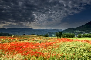 papaveri, rosso, nuvole, prato, verde, campo, colline, montagne, grano, paesaggio
