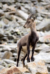 corna, animale, zampe, stambecco, montagna, muso, rocce, natura, sfocato