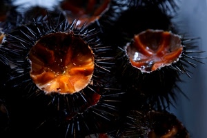 ricci, spine, nero, arancione, cibo, aculei, mare, frutti, due