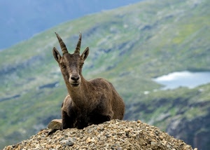 corna, animale, montagna, stambecco, orecchie, sassi, muso, naso, capra, montagne