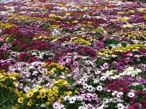fiori, colori, giallo, bianco, margherite, rosa, multicolore, aiuola, viola, petali, piante