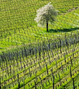 verde, albero, pali, filari, vigna, vigneto, erba, fiori, bianco
