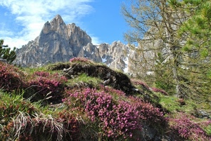 fiori, montagna, alberi, montagne, cielo, erica, nuvole, panorama, albero, piante