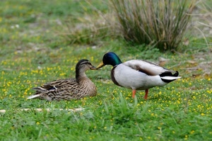 anatre, due, erba, becco, verde, piume, prato, uccelli, coppia, becchi, papere, femmina, maschio, anatra, animali, fiori