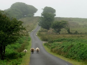 pecore, strada, alberi, verde, erba, ovini, cielo, nebbia, cespugli, animali, campagna, lana, salita, asfalto, prati