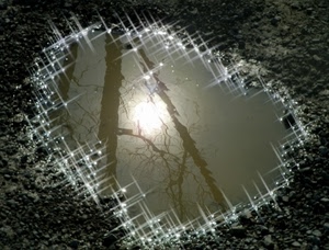 riflesso, rami, pozzanghera, acqua, sole, riflessi, alberi, luccichio, albero, luna, stelle, asfalto