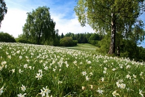 alberi, fiori, prato, verde, erba, bianco, cielo, nuvole, foglie, rami, bosco, campo, primavera, natura, piante