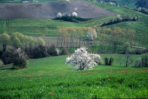 verde, alberi, fiori, piante, bianco, campi, colline, erba, campagna, prato