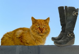 gatto, stivali, occhi, pelo, azzurro, rosso, orecchie, cielo, animale, rebus, fibbie, nero, calzature, vibrisse, scarpe, felino, sfondo