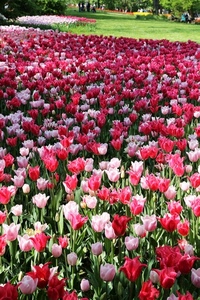 fiori, tulipani, rosso, rosa, verde, aiuola, foglie, prato, rossi, colori, giardino