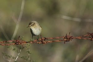 filo, spinato, uccello, ruggine, becco, uccellino, passero, natura, macro, ferro