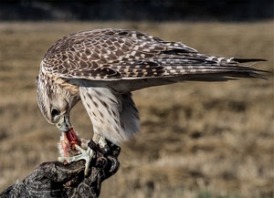 uccello, becco, rapace, piume, ali, falco, zampe, artigli, animale, penne, mangiare, occhio, aquila