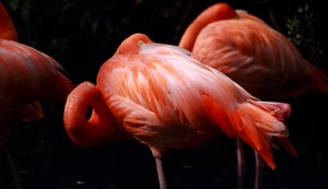 rosa, piume, uccelli, fenicotteri, zampe, collo, animali, volatili