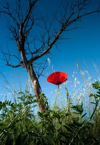 papavero, albero, rosso, erba, verde, rami, fiore, cielo