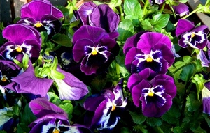viole, verde, viola, fiori, foglie, violette, pensiero