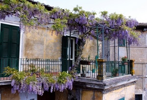 glicine, balcone, finestre, fiori, lilla, viola, porte, pergola, verde, ringhiera, finestra, terrazzo