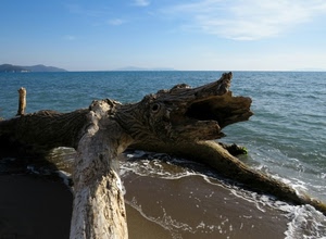 mare, tronco, legno, acqua, sabbia, cielo, spiaggia, onde, azzurro, nuvole, albero, costa, radice, schiuma, rami